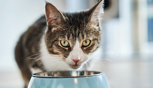 Ernährungstipps für Katzen
