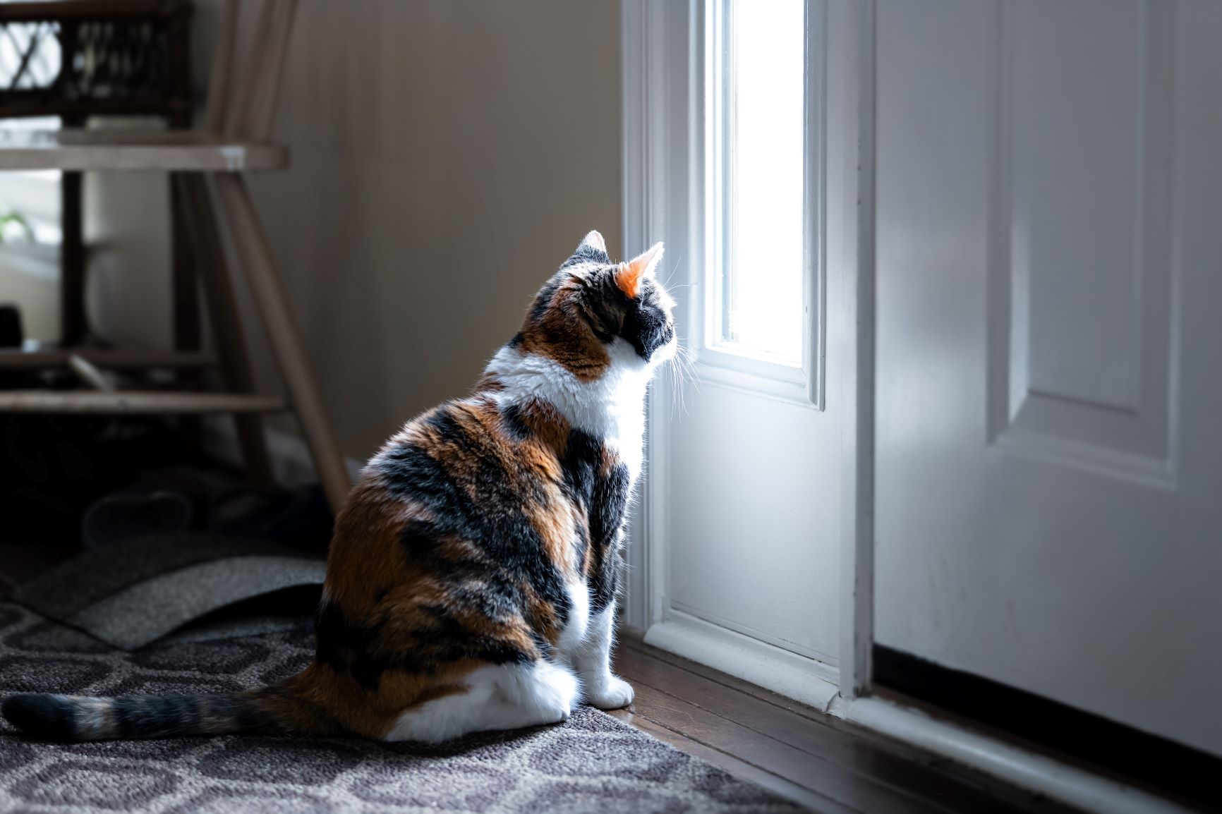Katze Nach Katzenpension Verändert