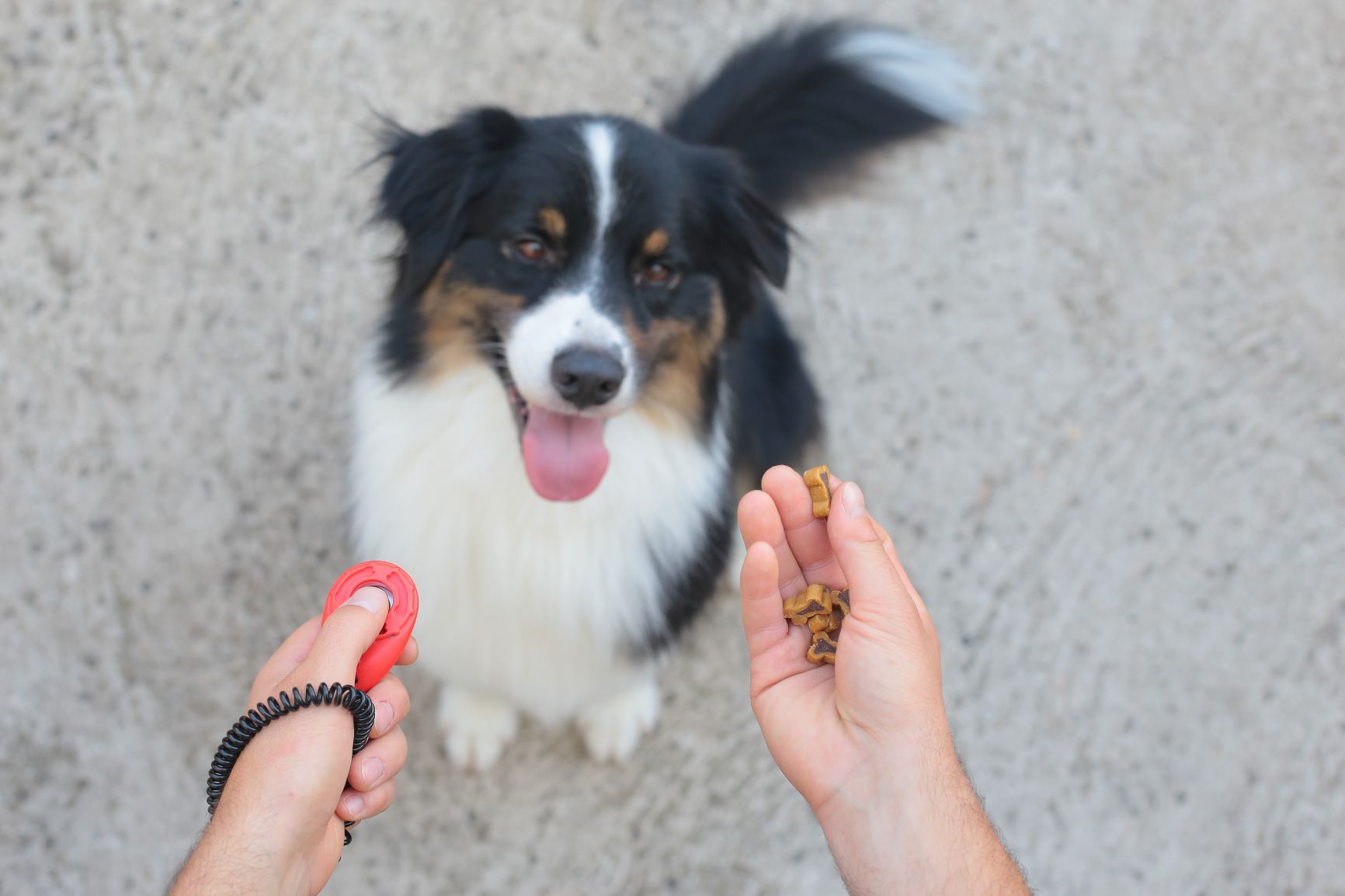 Hinterpfote geben so lernt dein Hund diesen Trick ZooRoyal Magazin