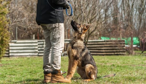 Hundetrainer