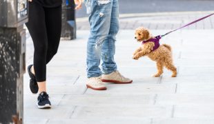 Impulskontrolle bei Hunden