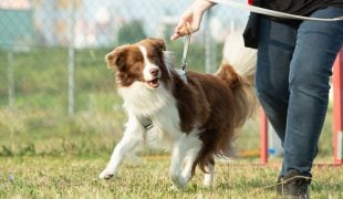 Lernverhalten von Hunden