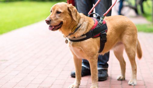 Mobilitätsassistenzhund