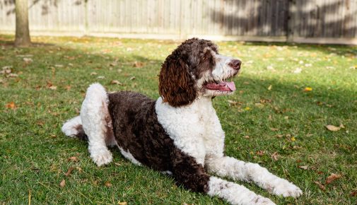 Bernedoodle