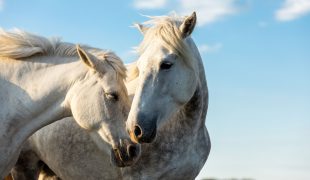 Camargue Pferd