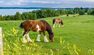 Clydesdale