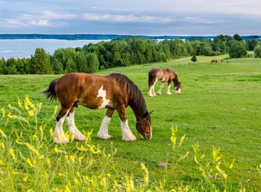 Clydesdale