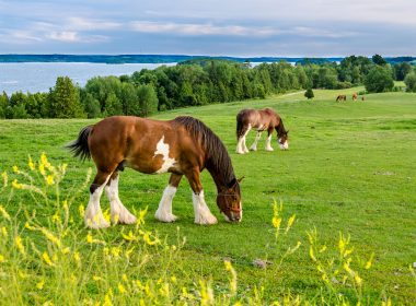 Clydesdale