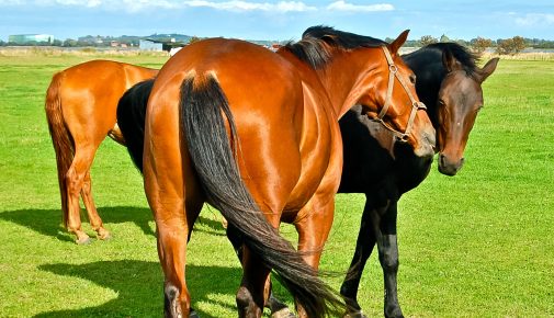 Dänisches Warmblut