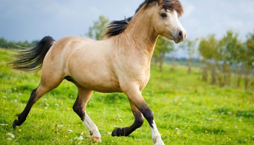 Welsh Pony