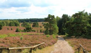 Heidschnuckenweg in der Lüneburger Heide