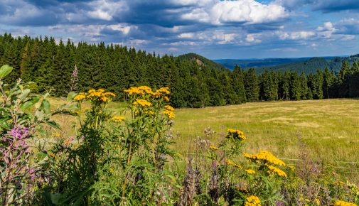 Rennsteig im Thüringer Wald