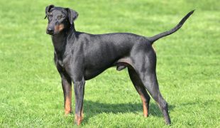 Manchester Terrier