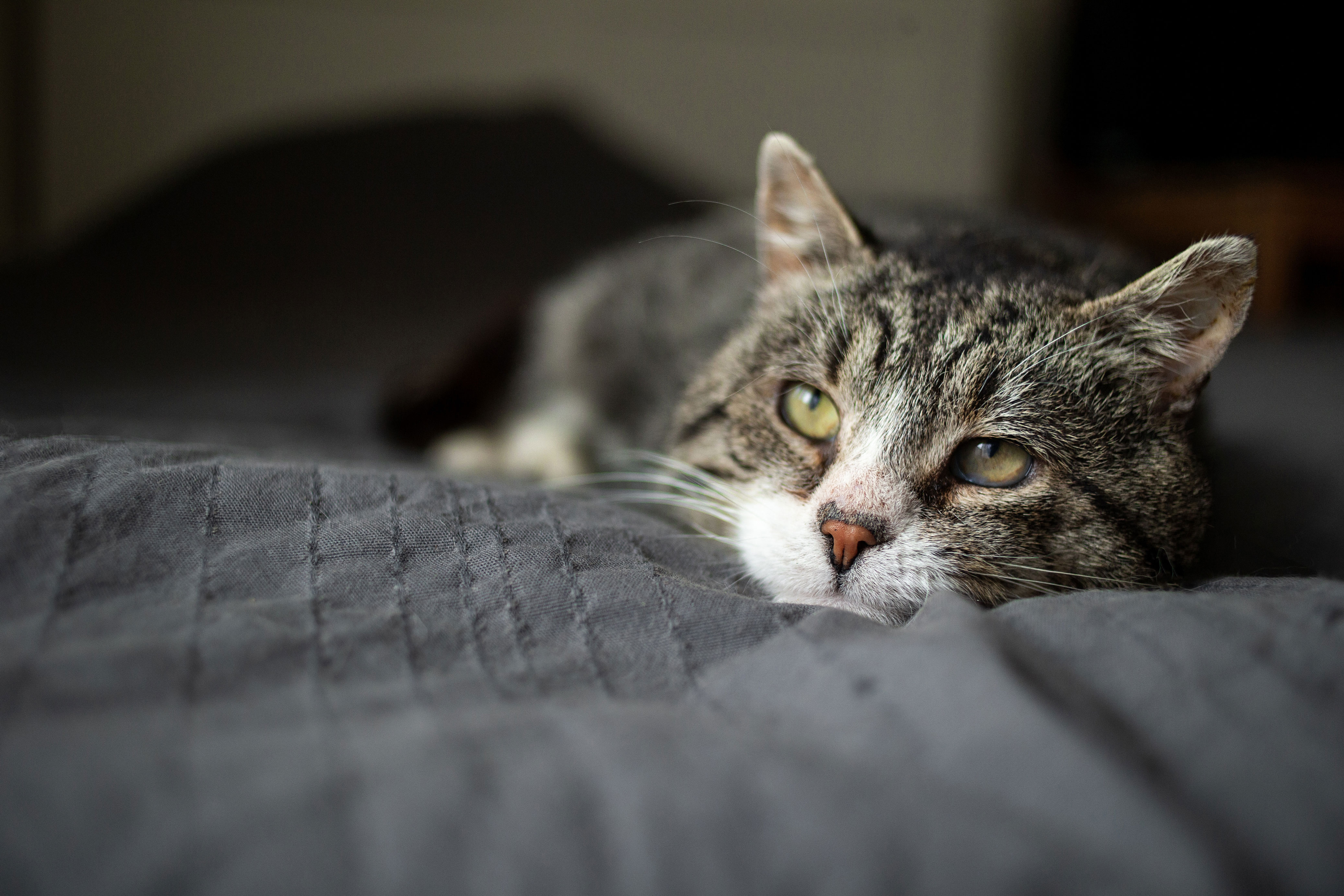 Wie Tief Kann Eine Katze Fallen