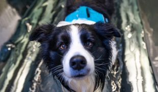 Hydrotherapie für Hunde