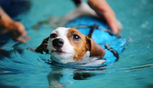 Schwimmtherapie für Hunde