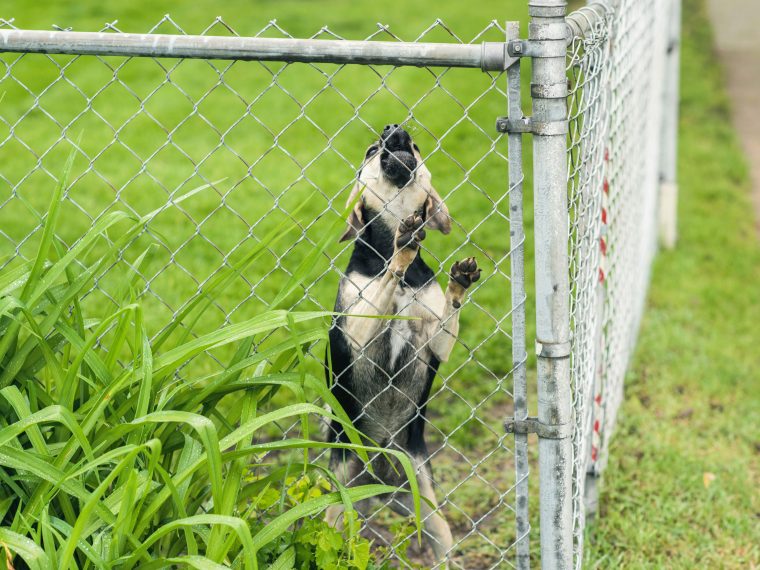 Territoriales Verhalten beim Hund ZooRoyal Magazin
