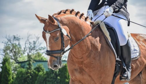 Deutsches Sportpferd