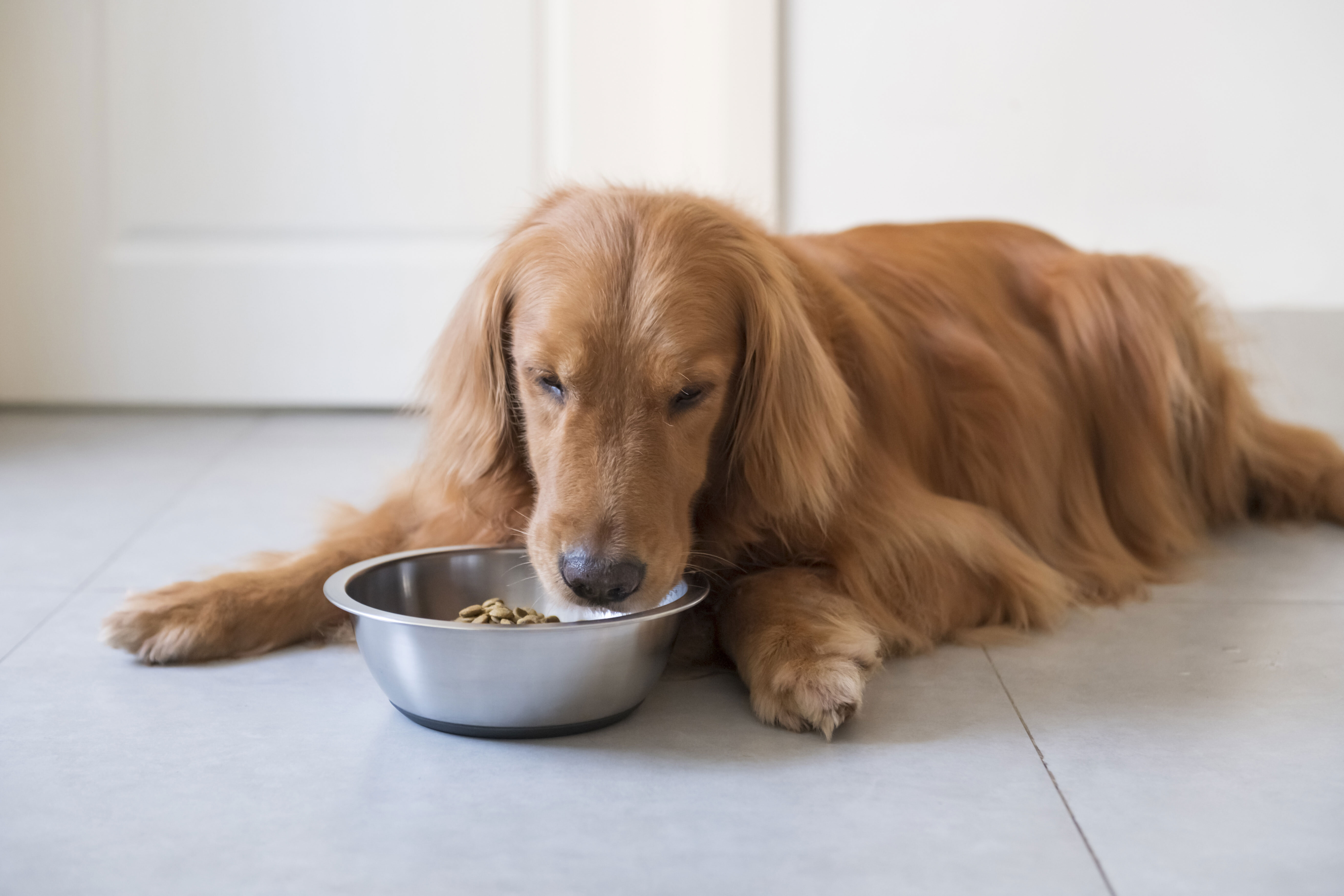 Dein Hund will nicht fressen? Ursachen, Infos & Tipps