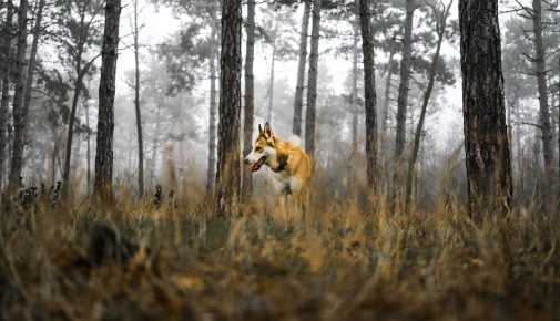 norwegischer lundehund