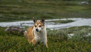 Norwegischer Lundehund steht in einer offenen, hügeligen Landschaft zwischen niedrigen Sträuchern.