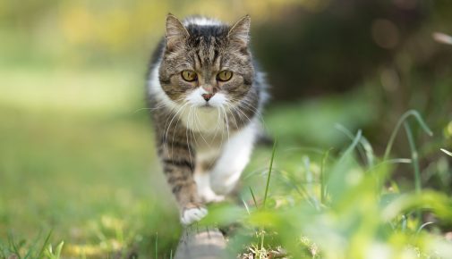 Übergewicht bei Katzen