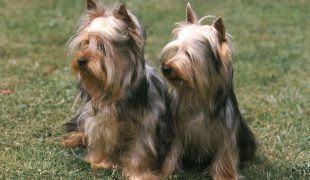 Australian Silky Terrier