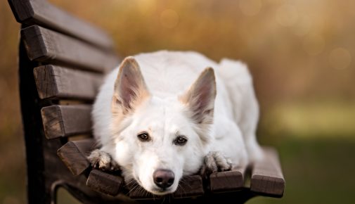 Hundetraining Kopf ablegen