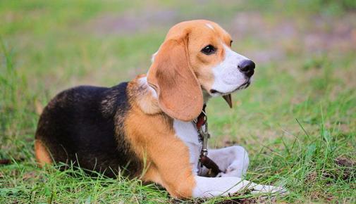 Beagle Harrier