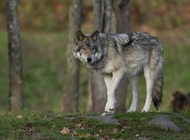 Wolfbegegnung