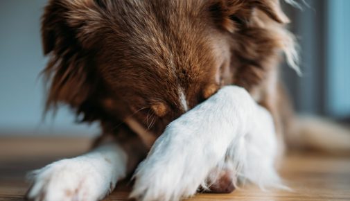 Angststörung beim Hund