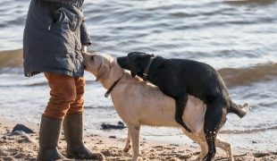 Gestörtes Sexualverhalten beim Hund