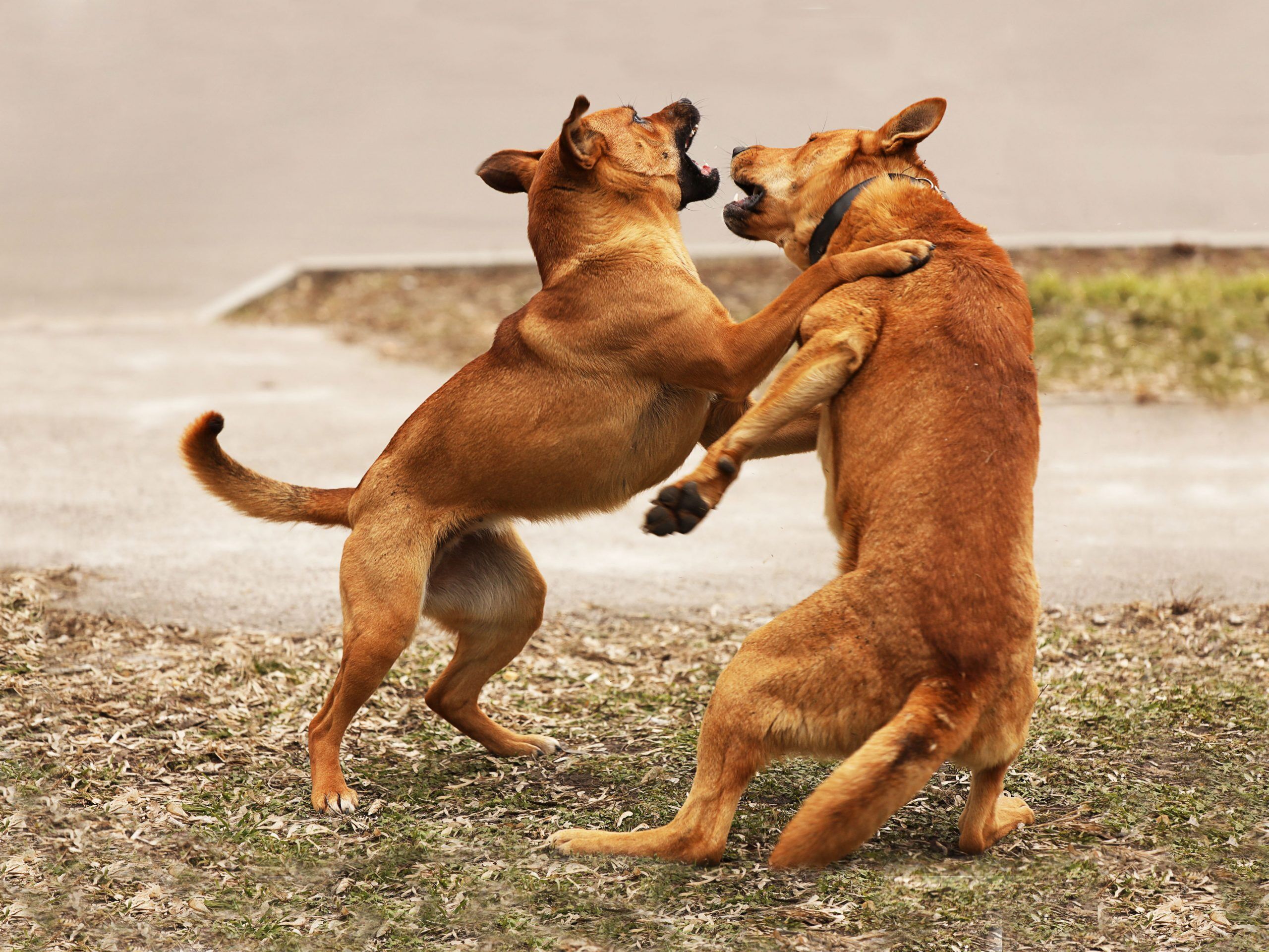 Hund beit andere Hunde: was tun? | ZooRoyal Magazin