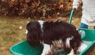 Schubkarre fahren mit dem Hund