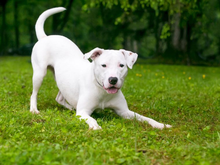 Verbeugen trainieren mit deinem Hund | ZooRoyal Magazin
