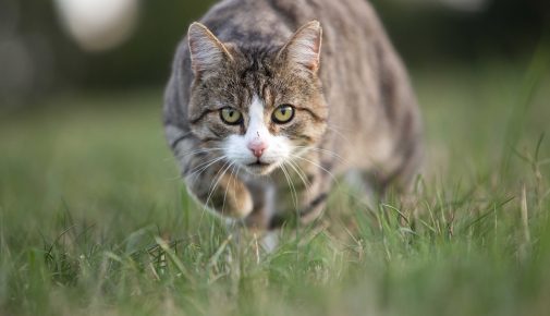 Jagdverhalten von Katzen