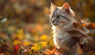 Katze im Herbst