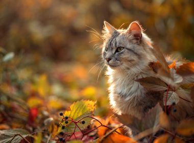 Langhaarige Katze sitzt zwischen buntem Herbstlaub im Freien.
