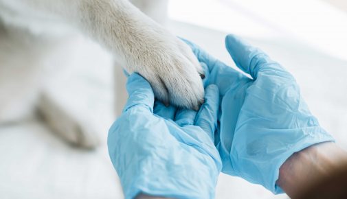 Tierarztkosten steigen