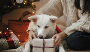 Weihnachtsgeschenke für Hunde