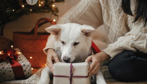 Weihnachtsgeschenke für Hunde