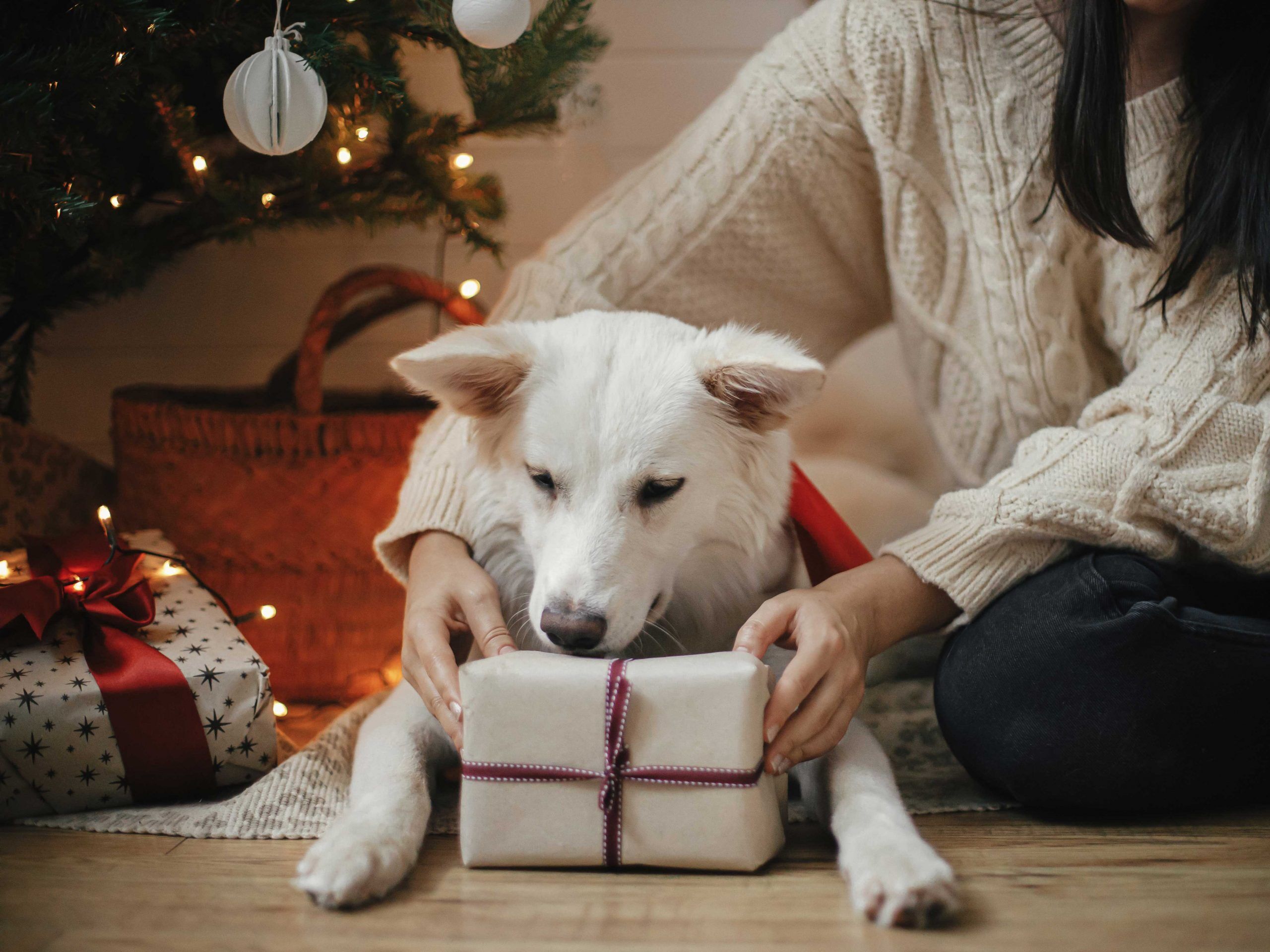 Weihnachtsgeschenke für Hunde ZooRoyal Magazin