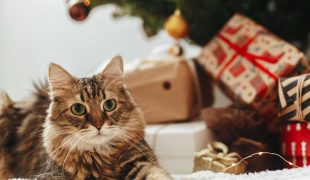 Weihnachtsgeschenk Katze