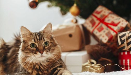 Weihnachtsgeschenke für Katzen