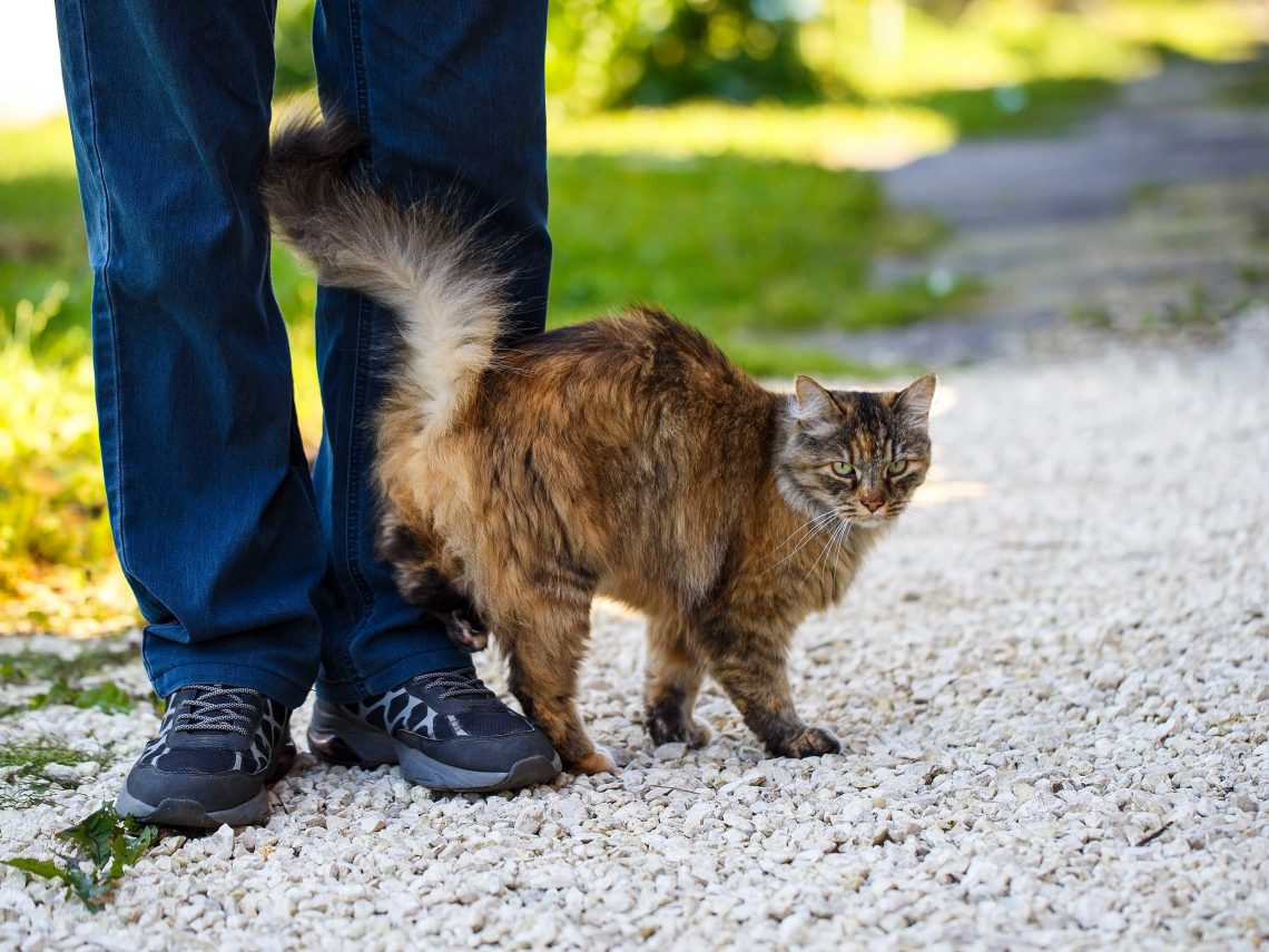 Katzenschwanz das verraten seine Richtung & Bewegung
