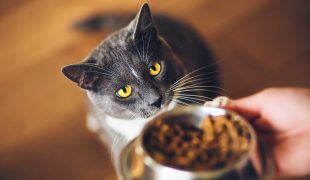 Nahrungszusätze im Katzenfutter