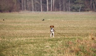 Hund entlaufen