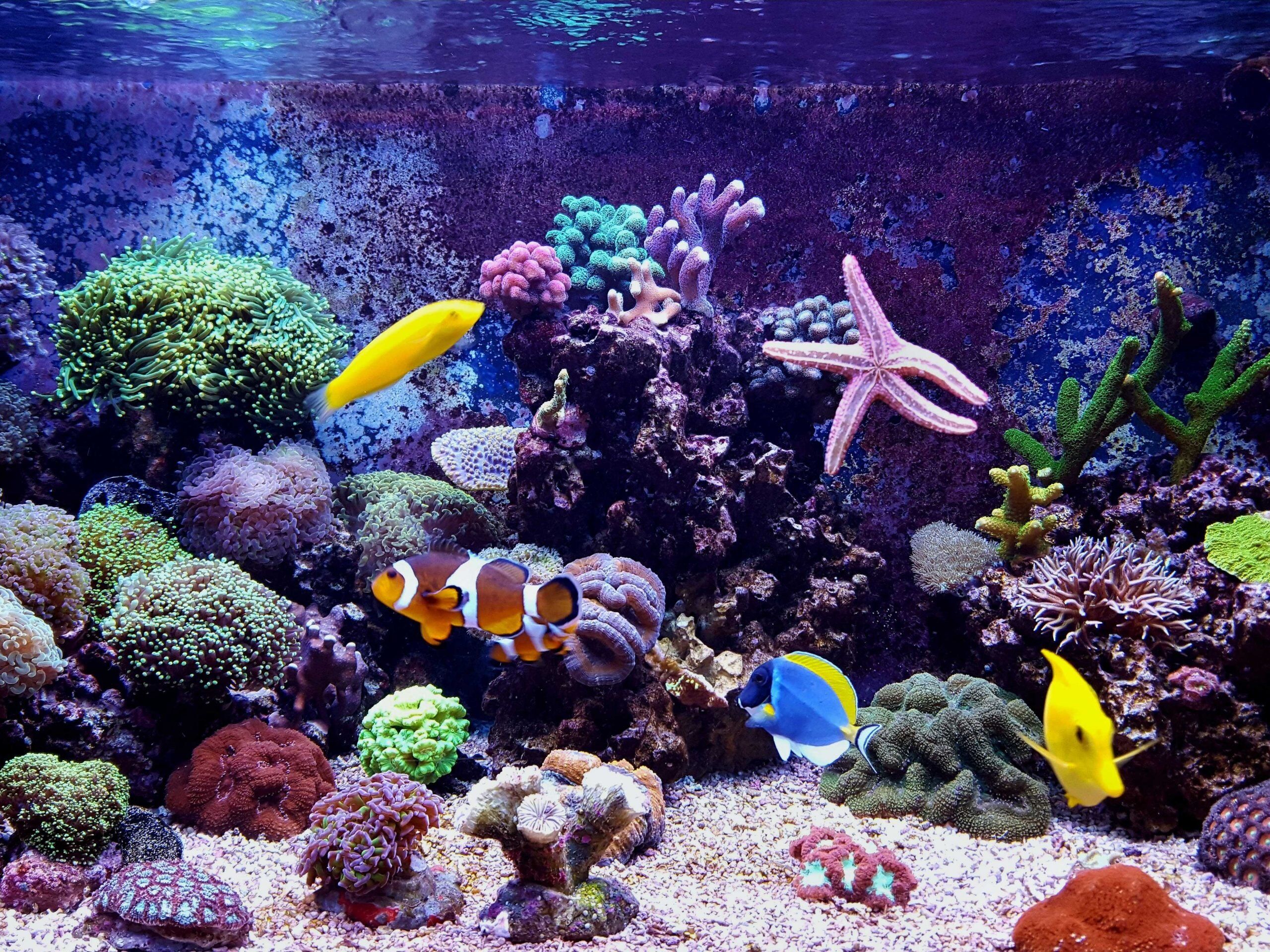 Strömungspumpen im Meerwasseraquarium ZooRoyal Magazin