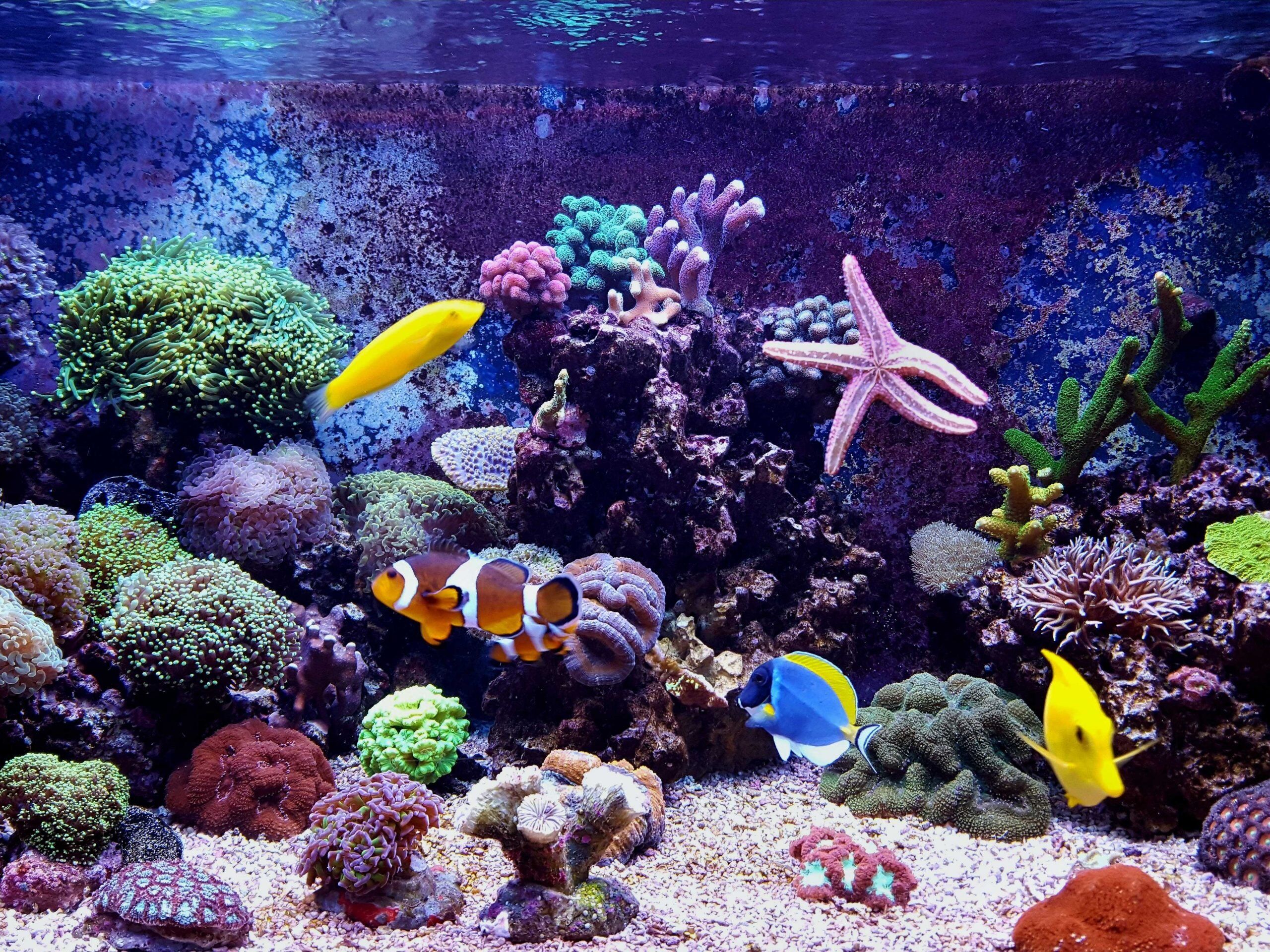 Strömungspumpen im Meerwasseraquarium