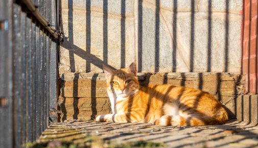 Katze im Gefängnis